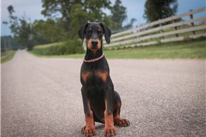Axel - Doberman Pinscher for sale