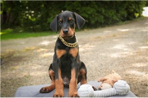 Apollo - puppy for sale