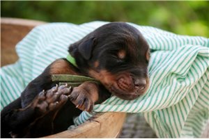 Axel - puppy for sale