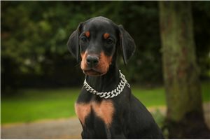 Athena - puppy for sale