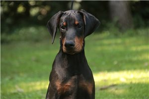 Axel - Doberman Pinscher for sale