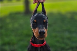 Aurora - Doberman Pinscher for sale