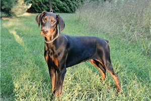 Asher - Doberman Pinscher for sale