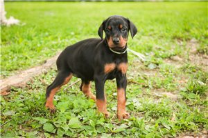 Ava - Doberman Pinscher for sale
