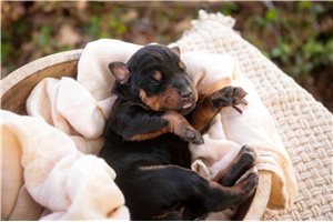 Athena - Doberman Pinscher for sale