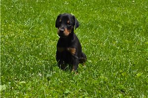 Axel - Doberman Pinscher for sale