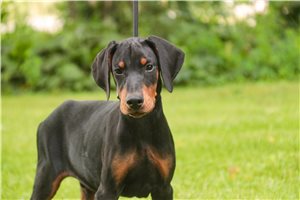 Axel - Doberman Pinscher for sale