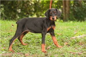 Ava - Doberman Pinscher for sale