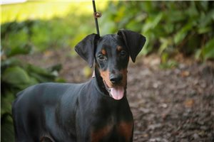 Aria - Doberman Pinscher for sale