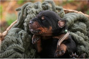 Ava - Doberman Pinscher for sale