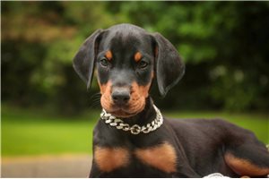 Aurora - Doberman Pinscher for sale