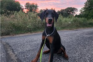Aria - Doberman Pinscher for sale