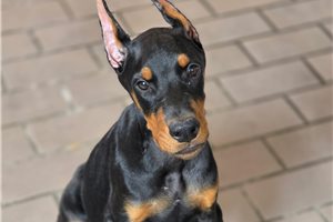 Apollo - Doberman Pinscher for sale