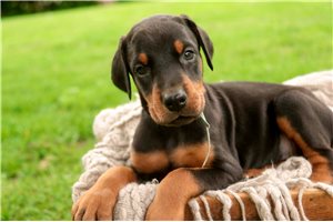 Archer - Doberman Pinscher for sale