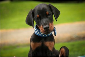 Asher - puppy for sale