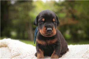 Asher - Doberman Pinscher for sale