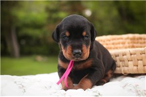 Aurora - Doberman Pinscher for sale