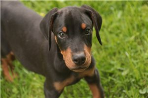 Axel - Doberman Pinscher for sale