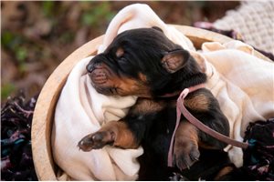 Aurora - Doberman Pinscher for sale