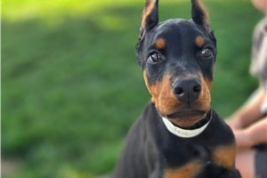 Apollo - Doberman Pinscher for sale