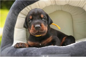 Apollo - Doberman Pinscher for sale