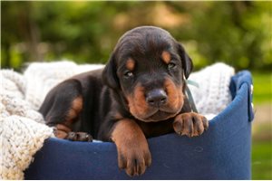 Archer - Doberman Pinscher for sale