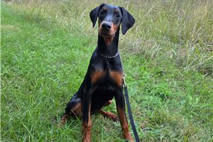 Aria - Doberman Pinscher for sale