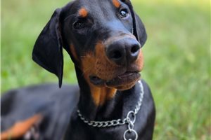 Asher - Doberman Pinscher for sale