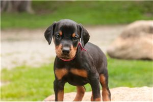 Aurora - Doberman Pinscher for sale