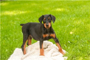 Aria - Doberman Pinscher for sale
