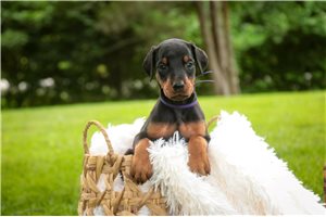 Aria - Doberman Pinscher for sale