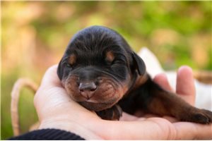 Aria - Doberman Pinscher for sale