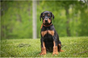 Athena - Doberman Pinscher for sale