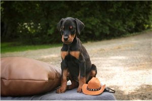 Axel - puppy for sale