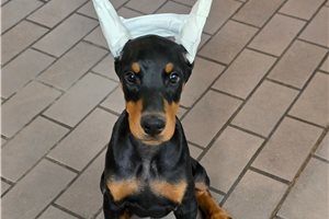 Aurora - Doberman Pinscher for sale