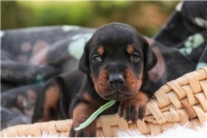 Ava - Doberman Pinscher for sale