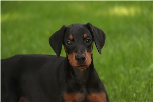 Aria - Doberman Pinscher for sale
