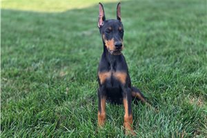 Athena - Doberman Pinscher for sale