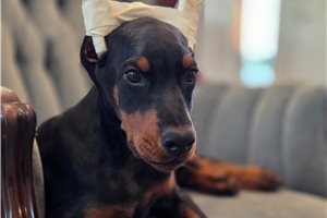 Apollo - Doberman Pinscher for sale