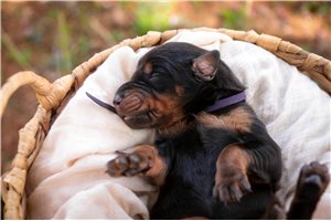 Aria - Doberman Pinscher for sale