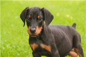Asher - Doberman Pinscher for sale