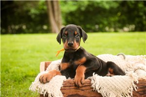 Apollo - Doberman Pinscher for sale