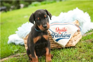 Asher - Doberman Pinscher for sale
