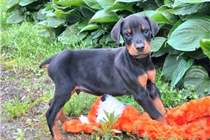Axel - Doberman Pinscher for sale