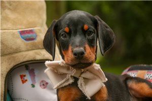 Ava - puppy for sale
