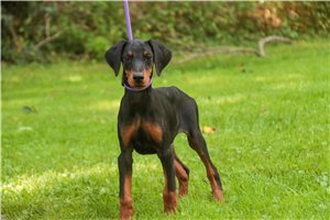 Aria - Doberman Pinscher for sale