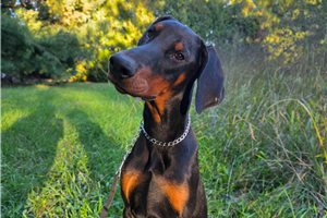 Asher - Doberman Pinscher for sale