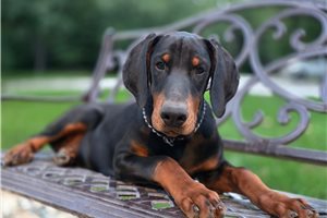 Axel - Doberman Pinscher for sale