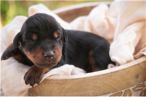 Athena - Doberman Pinscher for sale