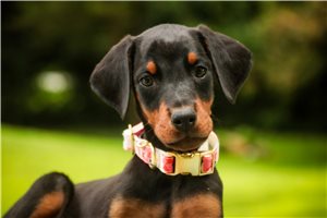 Aria - puppy for sale